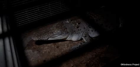 hermes crocodile abuse|Shocking new footage exposes cruelty on Hermès crocodile farms.